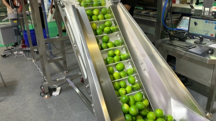 Stainless Steel 304/316 Net Packaging Machine with 220V Power and 1.5 Years Warranty