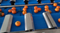 40BPM 10 Head 14 Head Fruit Multihead Weigher Tangerine Orange Belt Conveyer Weighing